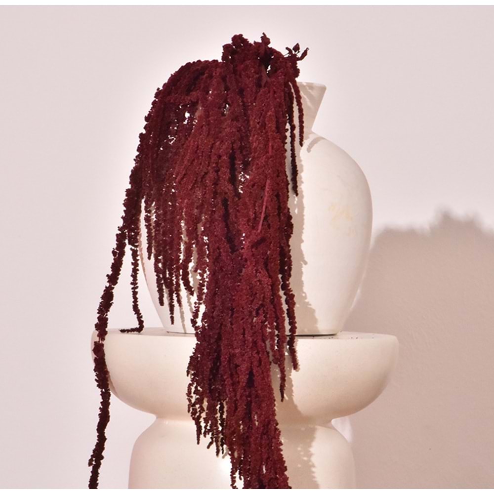 40-70 CM AMARANTHUS BURGUNDY