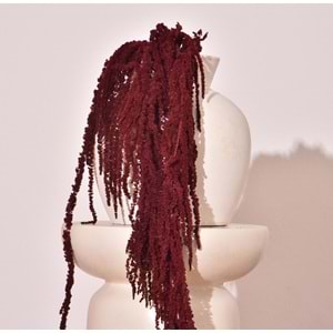 40-70 CM AMARANTHUS BURGUNDY