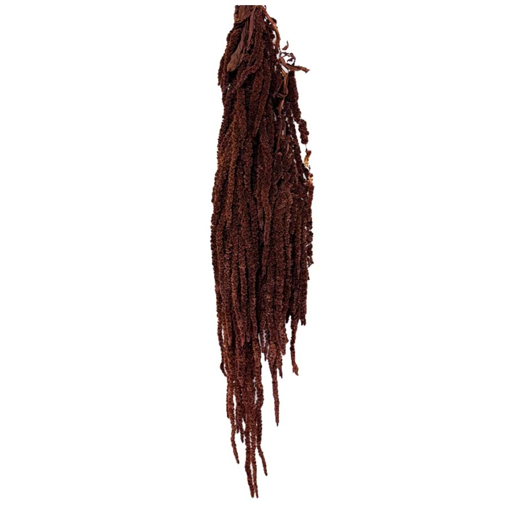 40-70 CM AMARANTHUS MOCHA COCOA
