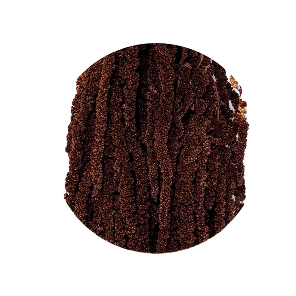 40-70 CM AMARANTHUS MOCHA COCOA