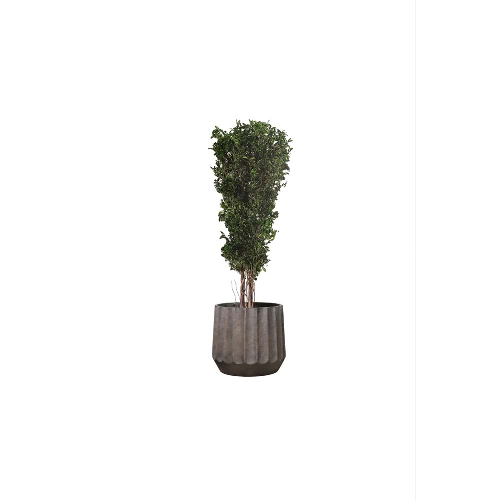 130 CM SLIM TENUIFOLIUM