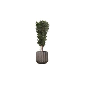 130 CM SLIM TENUIFOLIUM