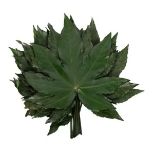 15-25 CM ARALİA