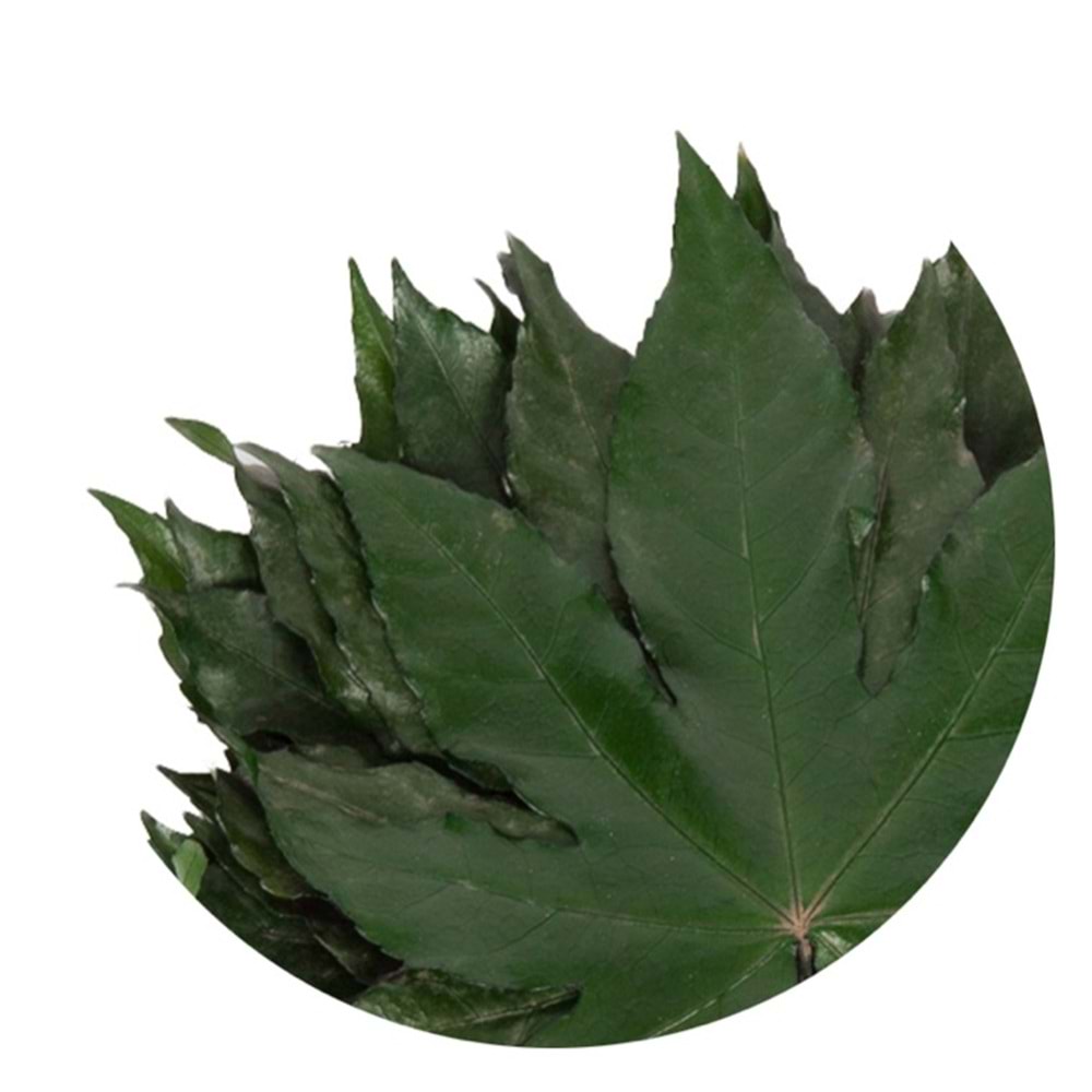 15-25 CM ARALİA