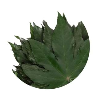15-25 CM ARALİA
