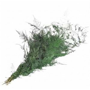 60-80 CM ASPARAGUS
