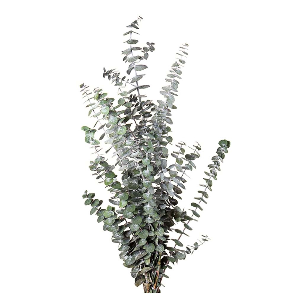 40-80 CM EUCALYPTUS BABY BLUE