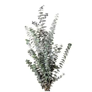 40-80 CM EUCALYPTUS BABY BLUE