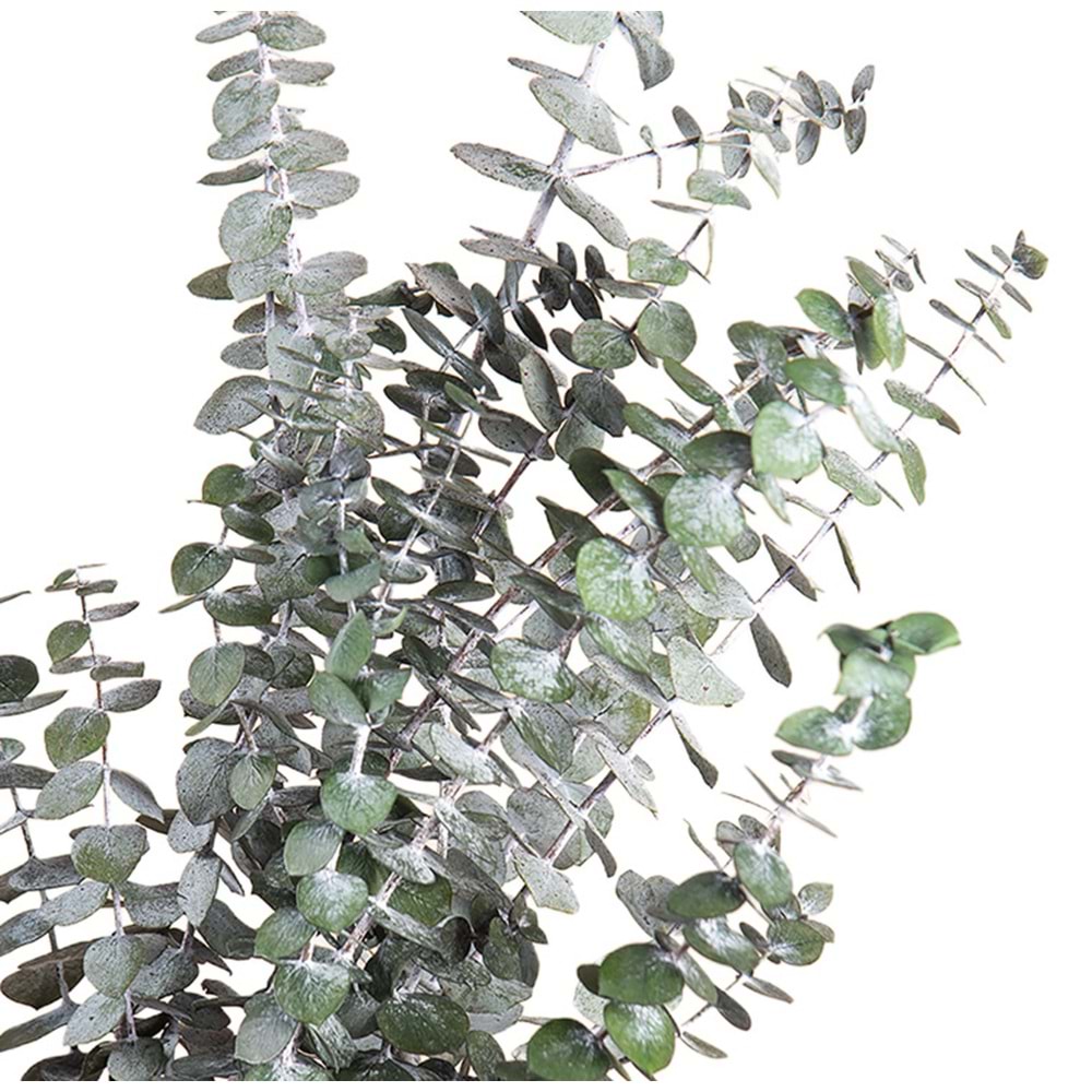 40-80 CM EUCALYPTUS BABY BLUE