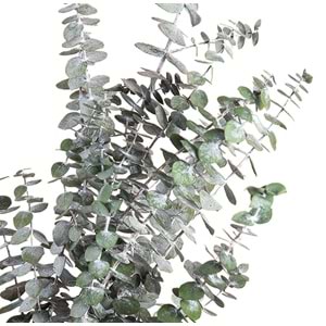 40-80 CM EUCALYPTUS BABY BLUE