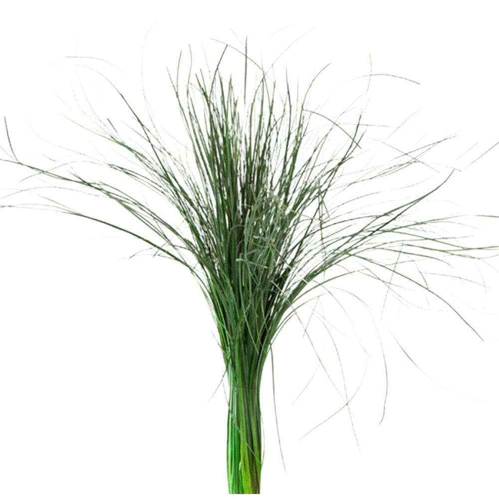 50-60 CM BEAR GRASS