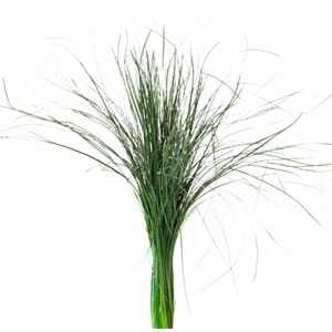 50-60 CM BEAR GRASS