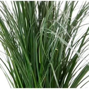 50-60 CM BEAR GRASS