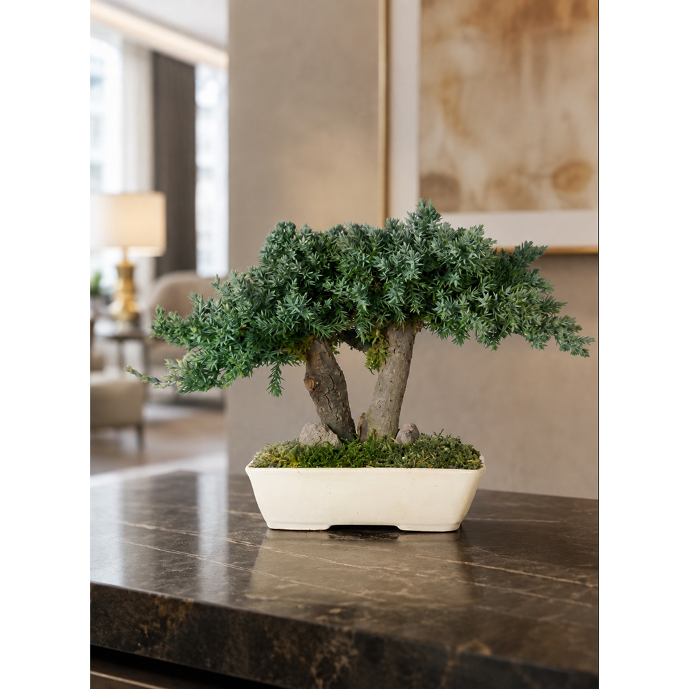 15 CM BONSAI PROCUMBENS