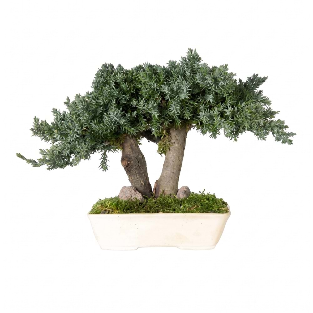 15 CM BONSAI PROCUMBENS