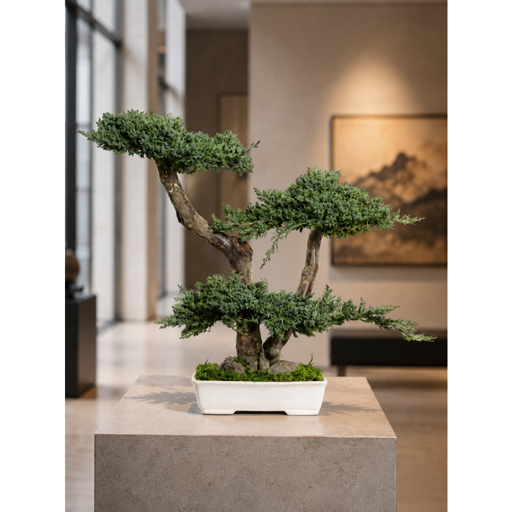 50 CM BONSAI PROCUMBENS
