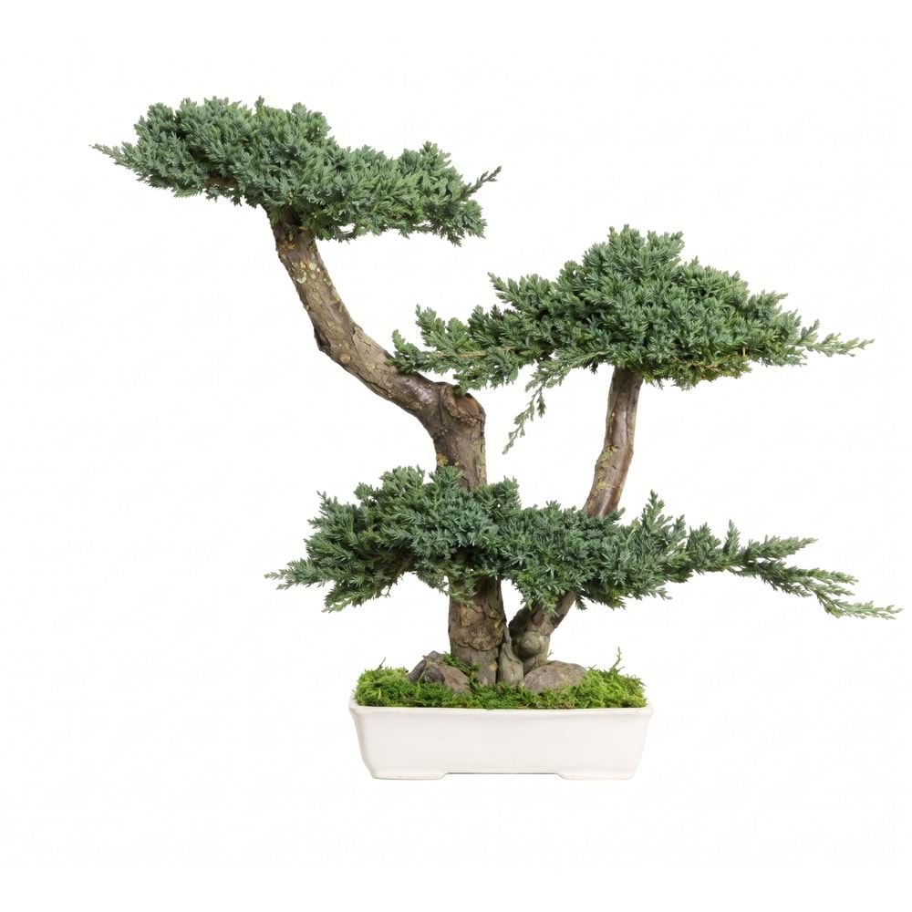 50 CM BONSAI PROCUMBENS