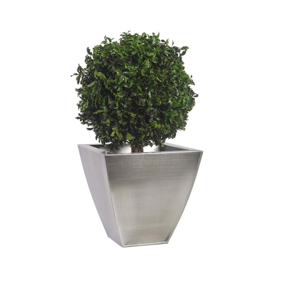 50 CM TOPIARY TENIUFOLIUM