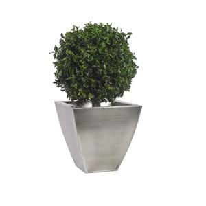 50 CM TOPIARY TENIUFOLIUM