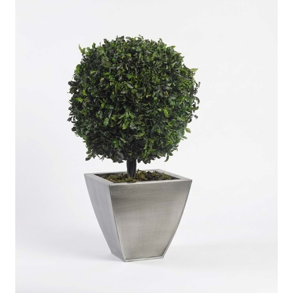 65 CM TOPIARY TENIUFOLIUM