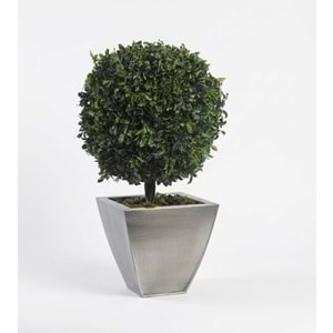 65 CM TOPIARY TENIUFOLIUM