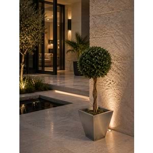 100 CM TOPIARY TENIUFOLIUM