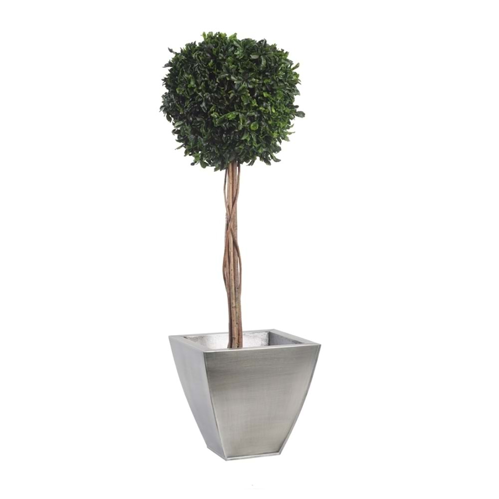 100 CM TOPIARY TENIUFOLIUM