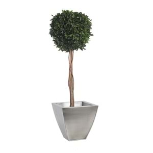 100 CM TOPIARY TENIUFOLIUM
