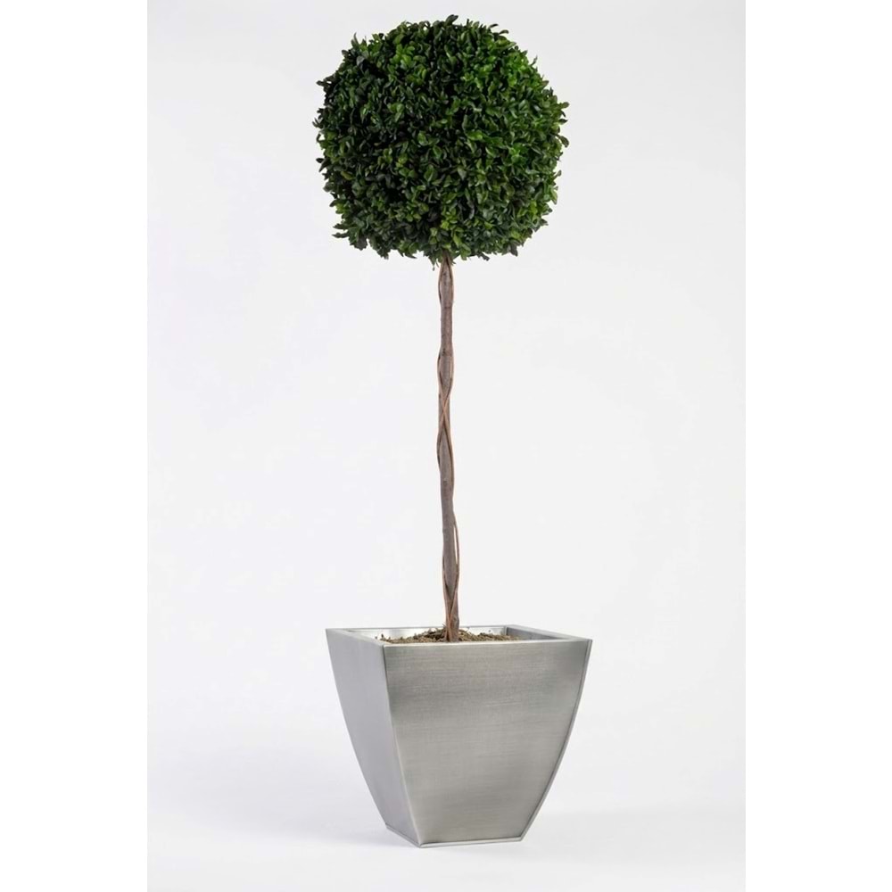 140 CM TOPIARY TENIUFOLIUM