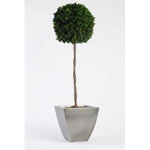 140 CM TOPIARY TENIUFOLIUM