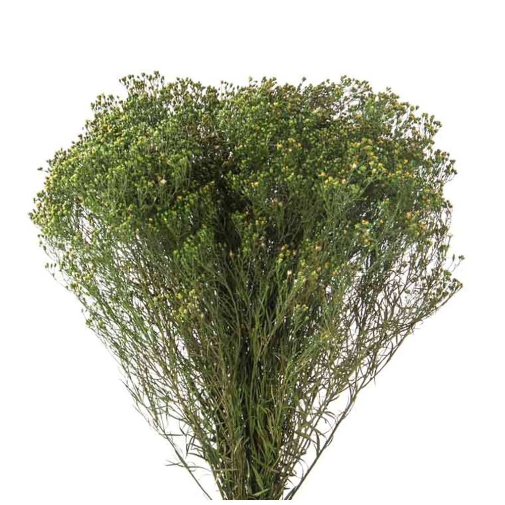 30-60 CM BROOM