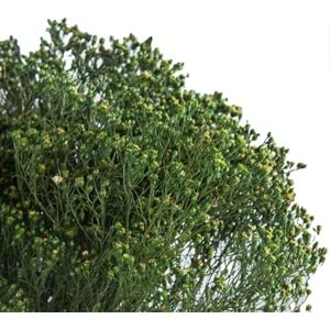 30-60 CM BROOM