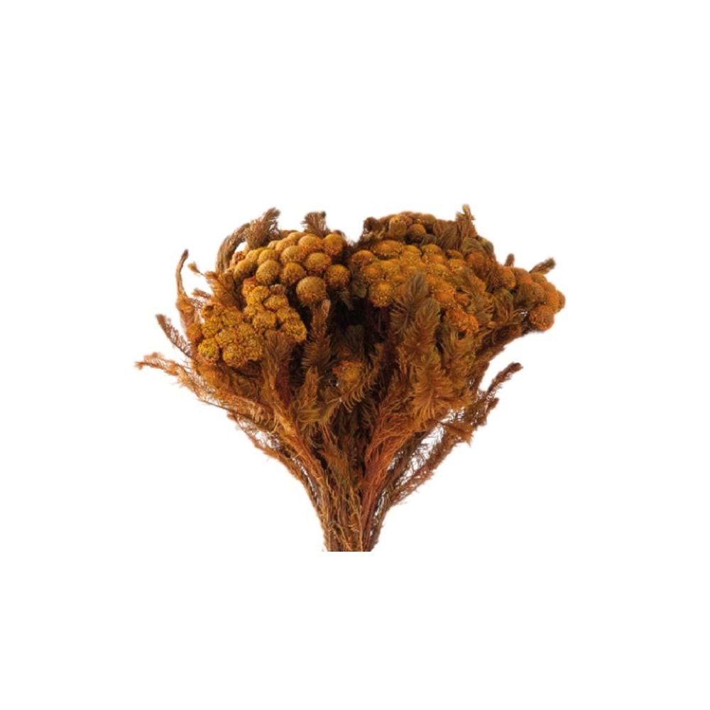 30-60 CM BRUNİA ALBİFLORA YELLOW