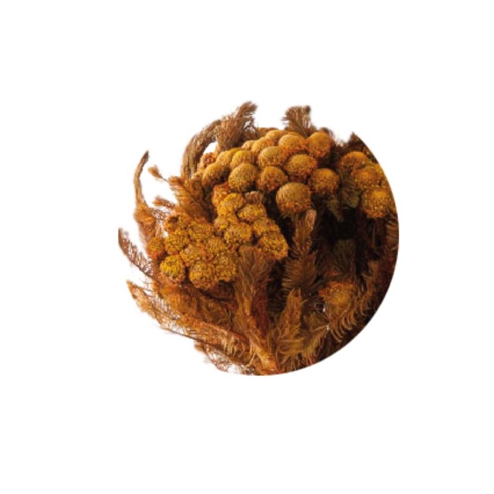 30-60 CM BRUNİA ALBİFLORA YELLOW