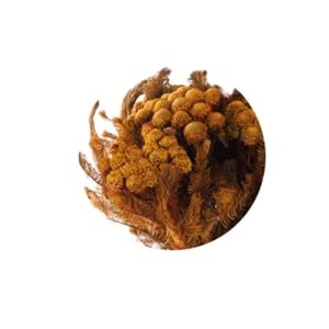 30-60 CM BRUNİA ALBİFLORA YELLOW