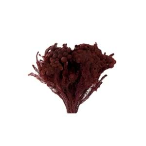 30-60 CM BRUNİA ALBİFLORA BİZANTİUM