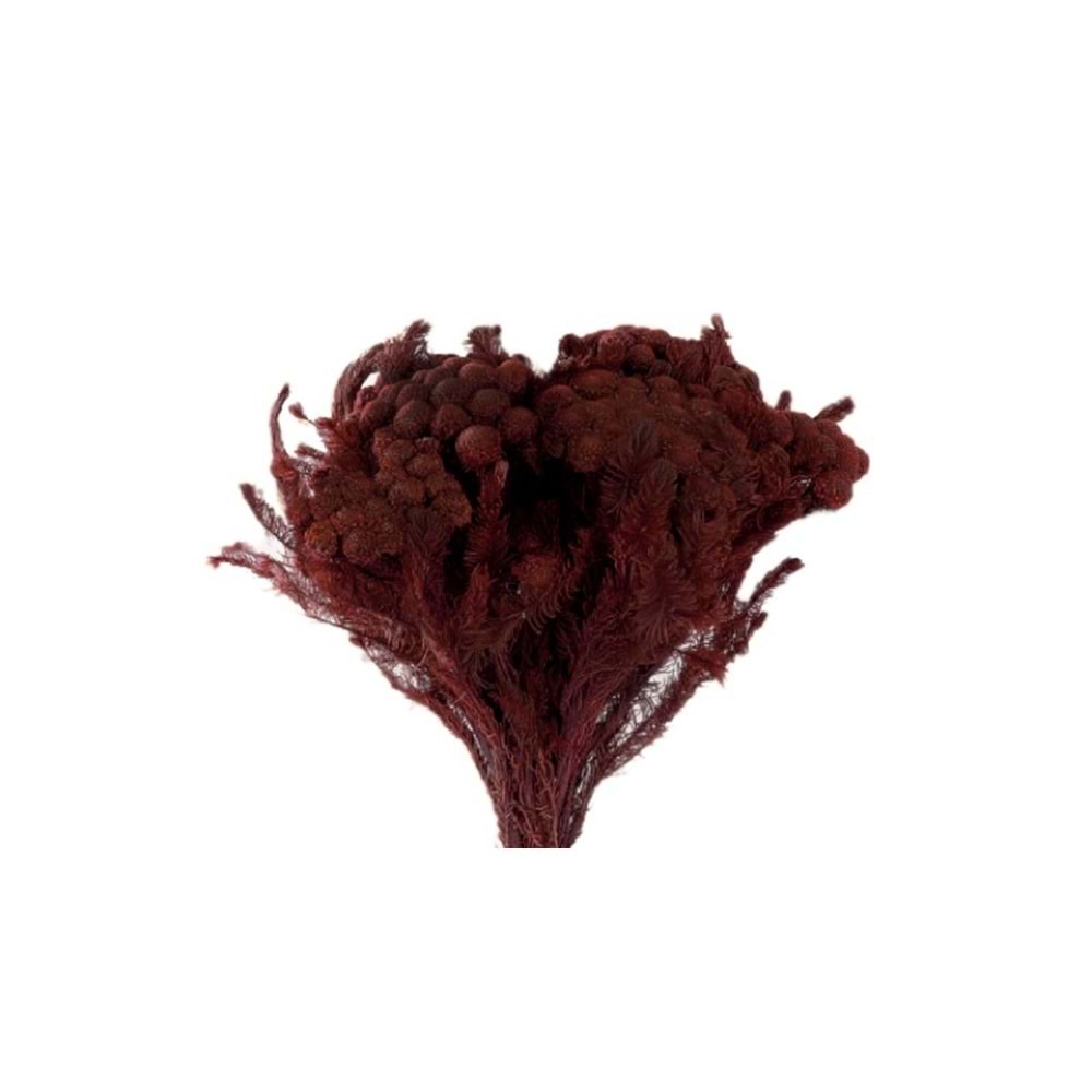 30-60 CM BRUNİA ALBİFLORA BİZANTİUM