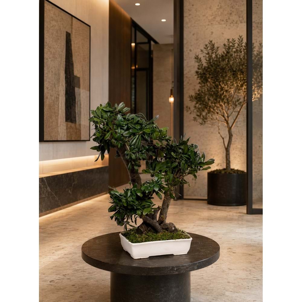 50 CM BONSAI TOBIRA