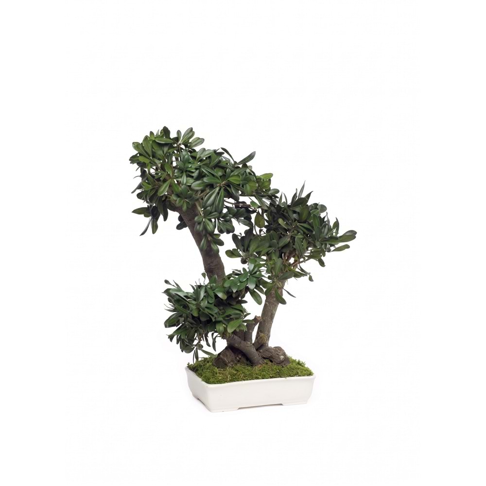 50 CM BONSAI TOBIRA