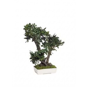 50 CM BONSAI TOBIRA