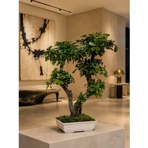 70 CM BONSAI TOBIRA