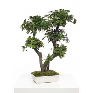 70 CM BONSAI TOBIRA