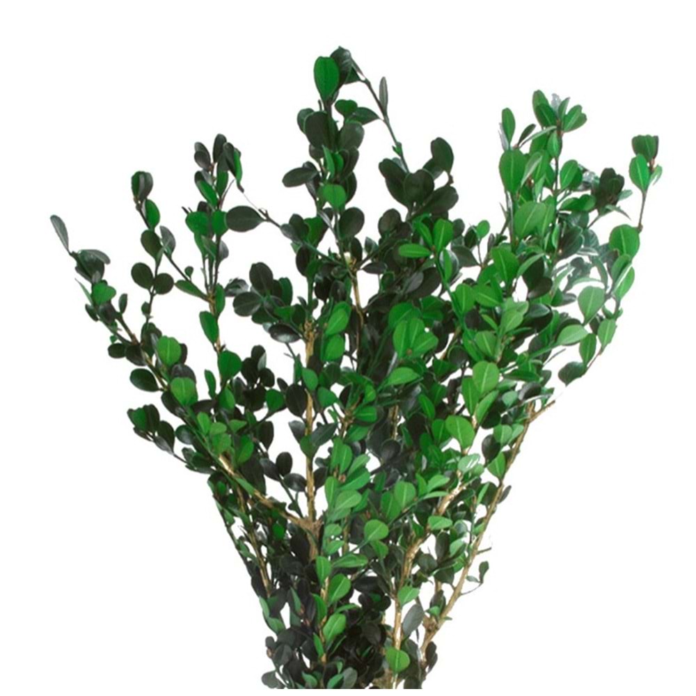 40-50 CM BOXWOOD BUXUS