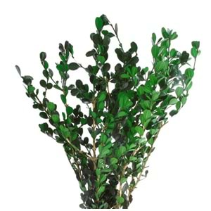 40-50 CM BOXWOOD BUXUS