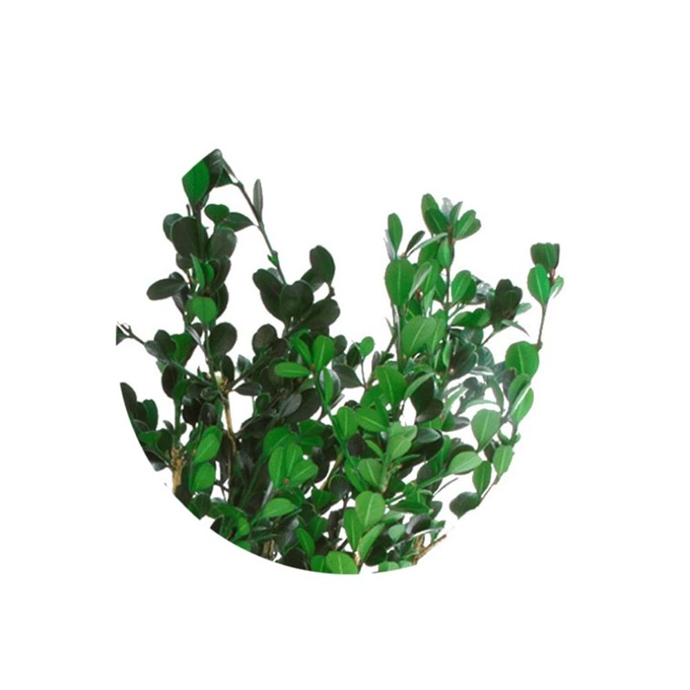 40-50 CM BOXWOOD BUXUS