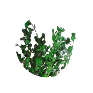 40-50 CM BOXWOOD BUXUS