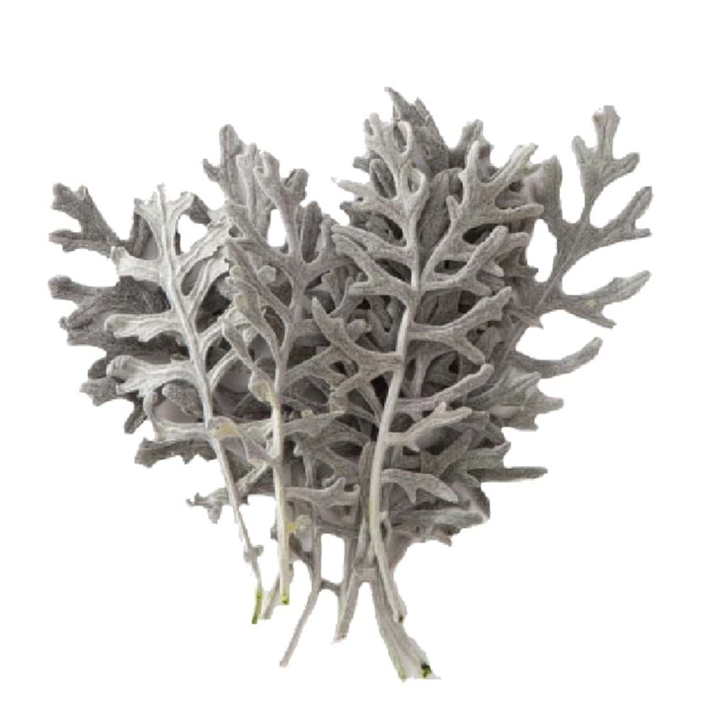 8-10 CM CİNERARİA LEAVES