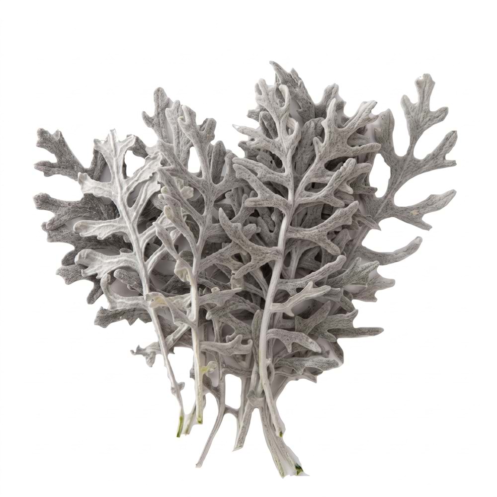 8-10 CM CİNERARİA LEAVES