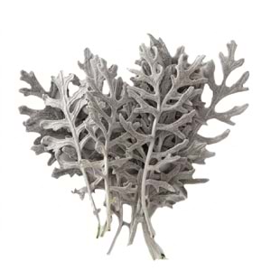 8-10 CM CİNERARİA LEAVES