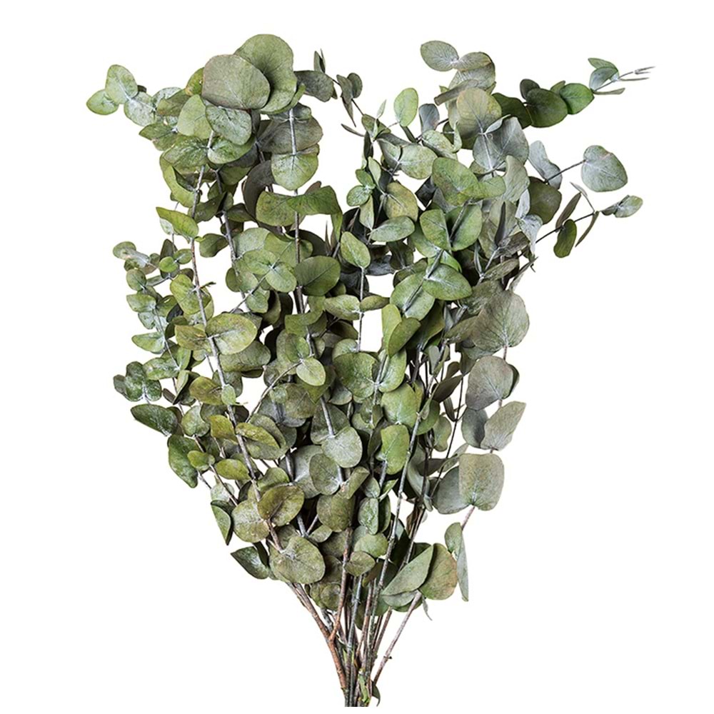 50-80 CM EUCALYPTUS CINEREA K.YEŞİL